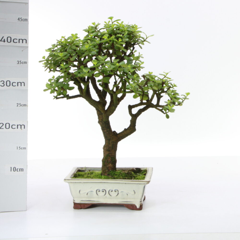 Portulacaria variés M5.5+S