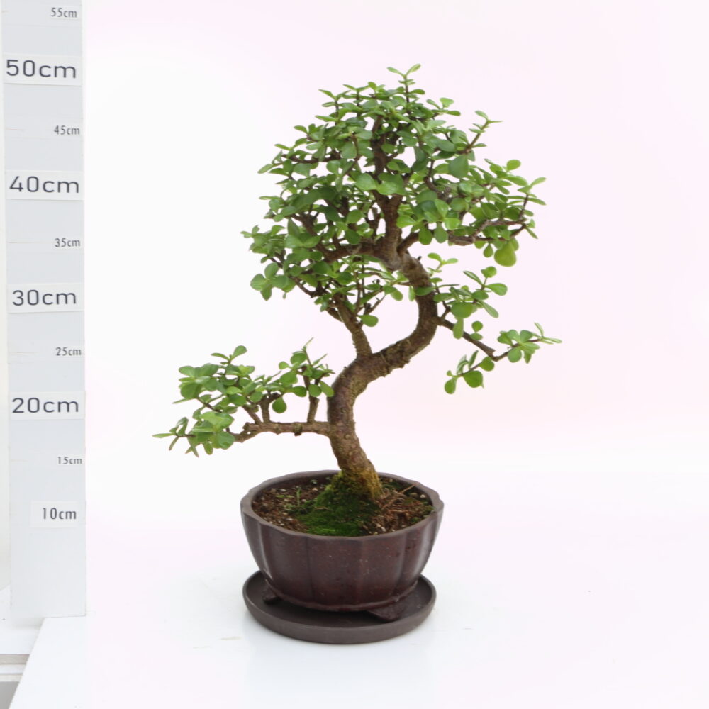 Portulacaria M6.5+S pot Yixing