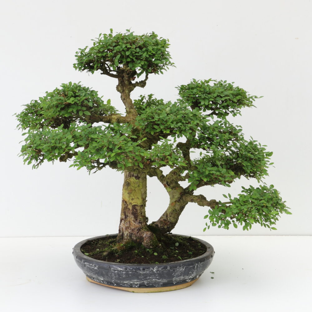 Ulmus mountain créé vers 1960 à Taïwan 30 ans de culture Oki.