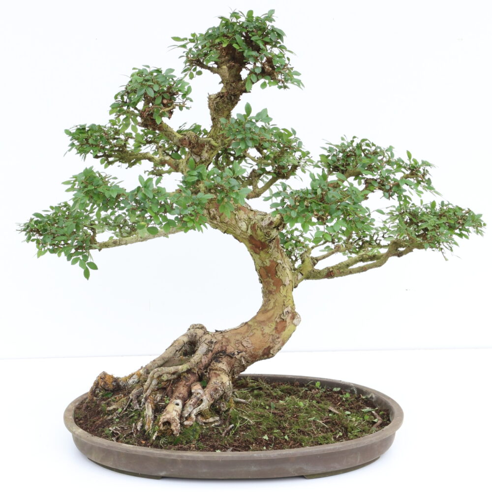 Ulmus chinensis créé vers 1980 20 ans de culture Oki