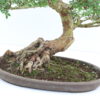 Ulmus chinensis créé vers 1980 20 ans de culture Oki – Image 2