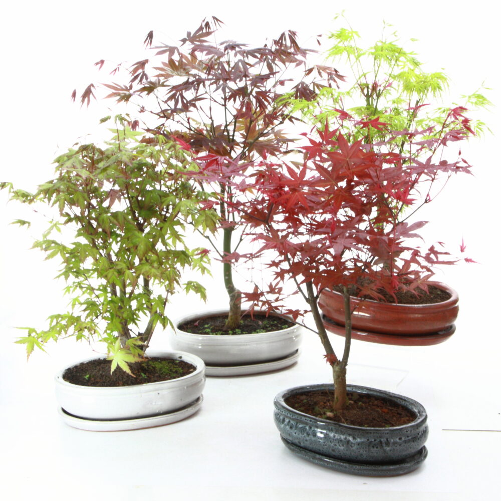 Acer palmatum OP 2025 M3.7+S