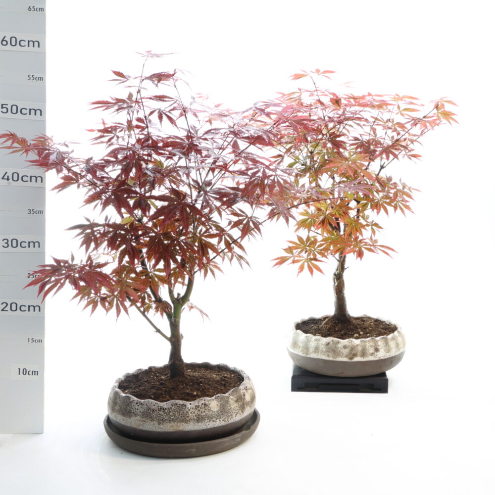 Acer palmatum pot Hana atro K7+S
