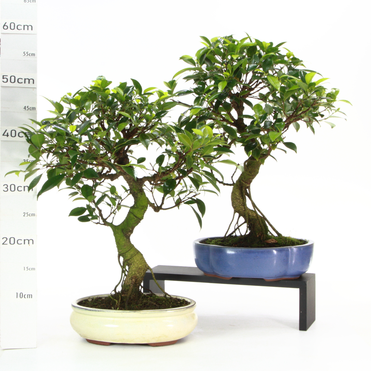 Ficus M5.5 pot Yixing