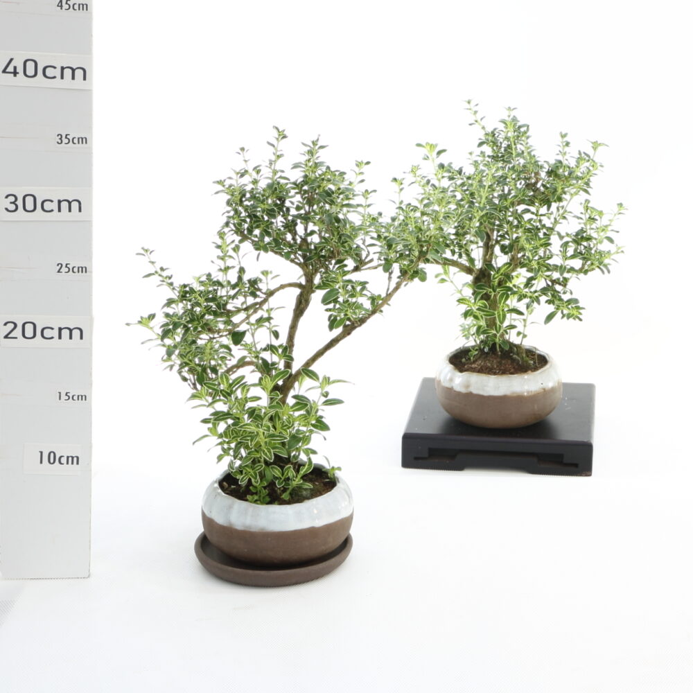 Serissa panaché K3+S