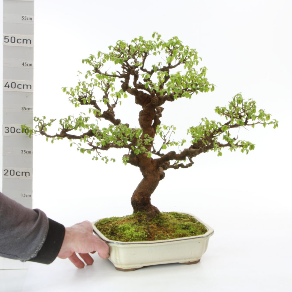 zelkova Chinensis ét M8.5