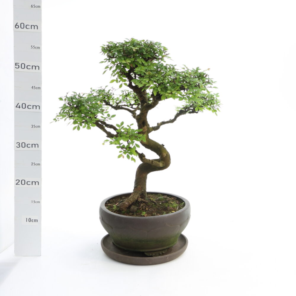 zelkova Chinensis ét M8