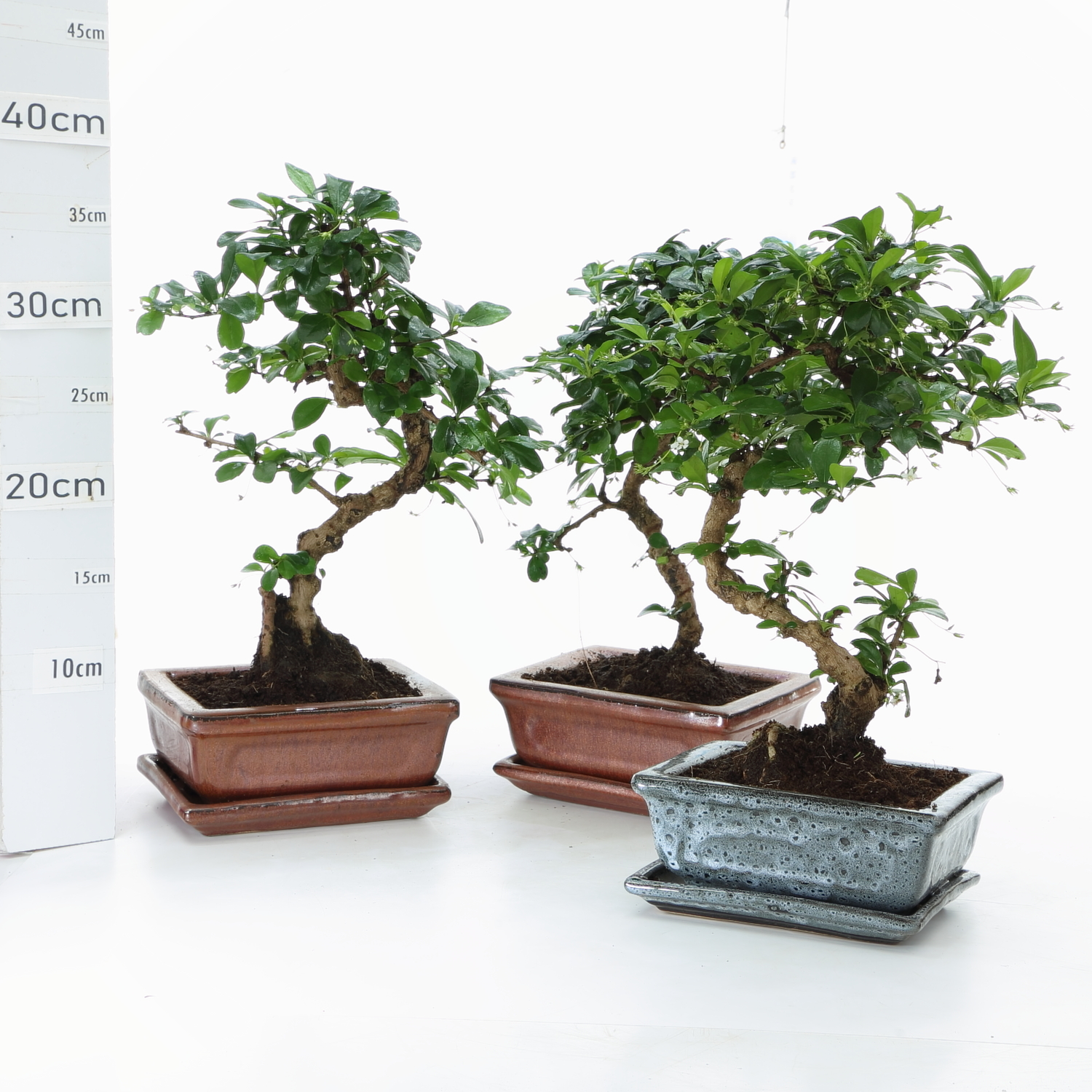 Carmona M3.5 promo3.2+S