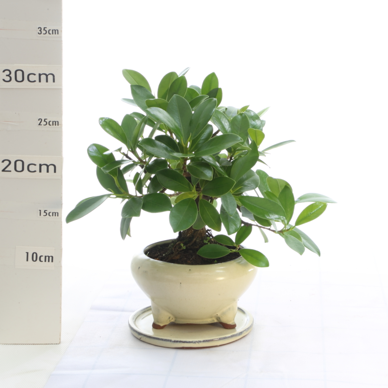 Ficus panda M3+S