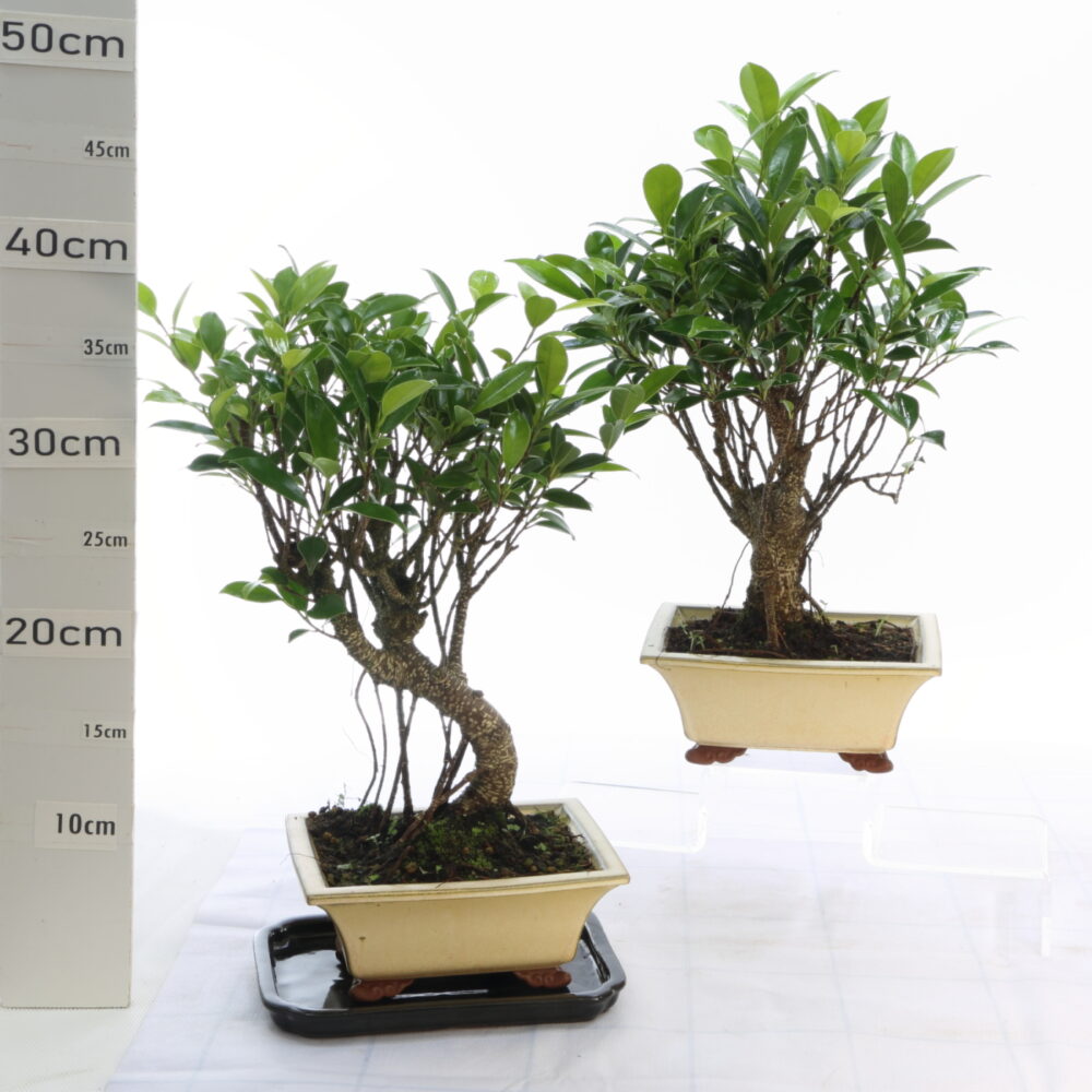 Ficus retusa  M4+S pot Taïwanais 1990