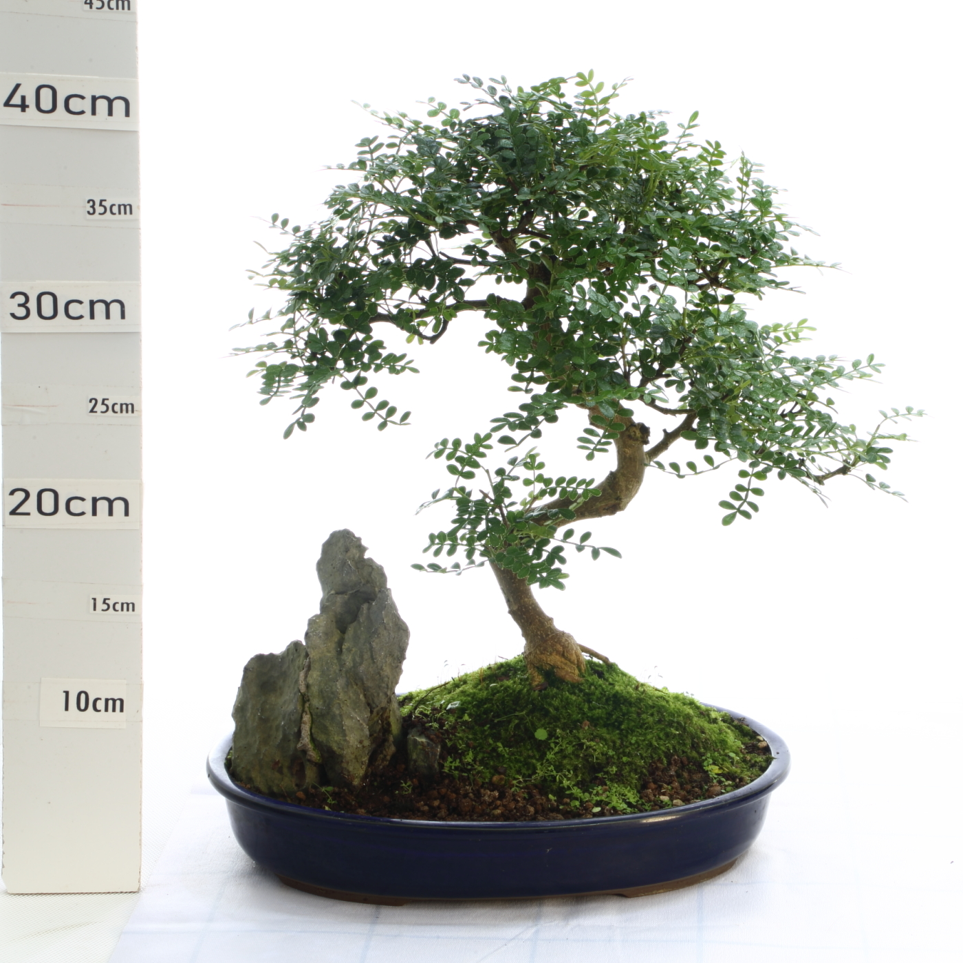 Poivrier M7+S pot Japonais