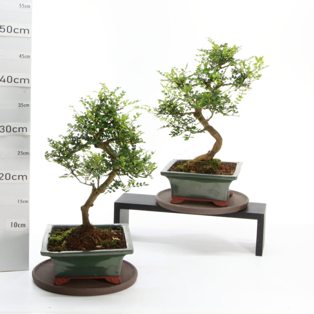 Poivrier pot carré Yixing 4.2+S