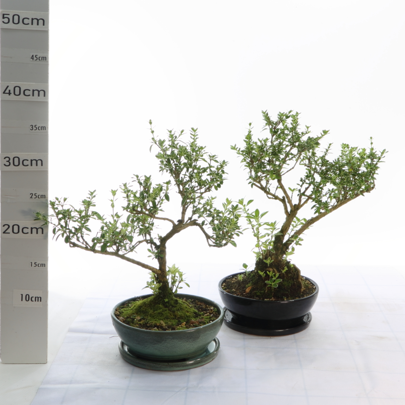 Serissa panaché M3.5+S