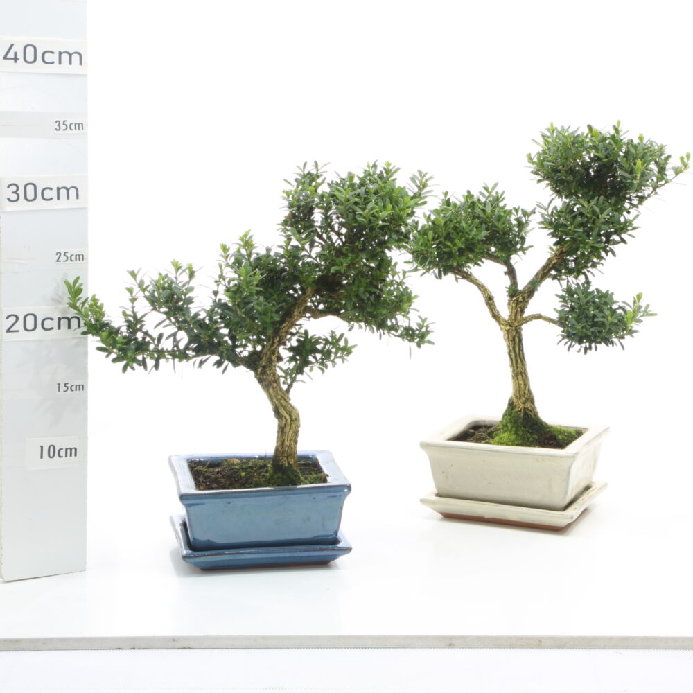 Buxus M3.7+S