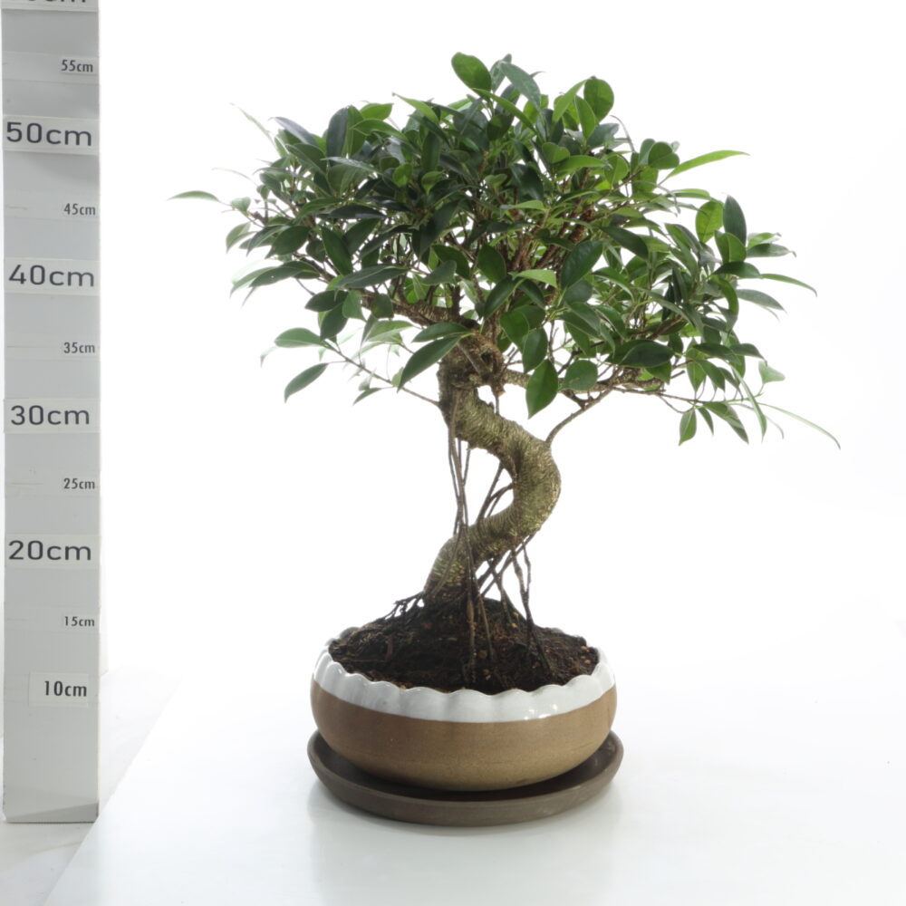 Ficus retusa K7.5 Pot HanaØ23+S