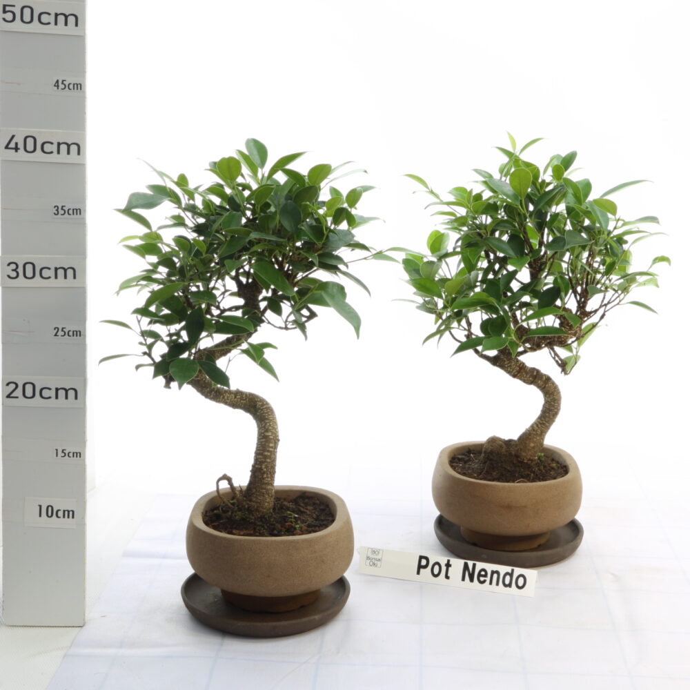 Ficus retusa ét Pot Nendo 3.7 Ø16+S
