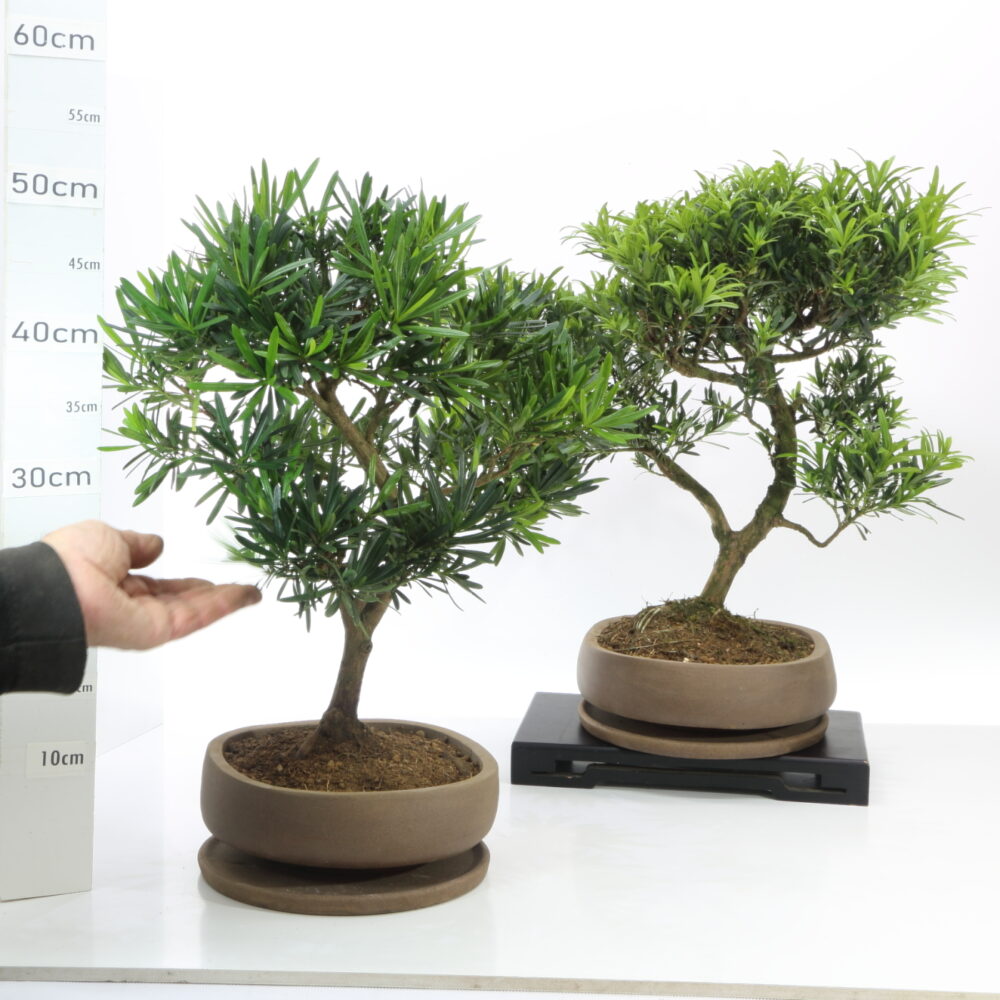 Podocarpus K7+S pot Nendo