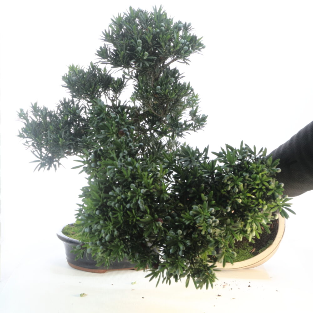 Podocarpus les fruits M7.7