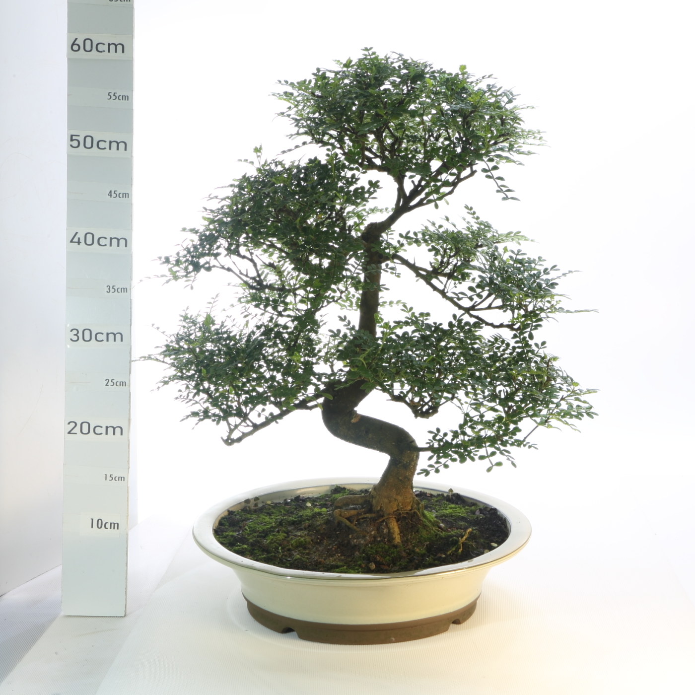 Poivrier M7.5 pot Japonais