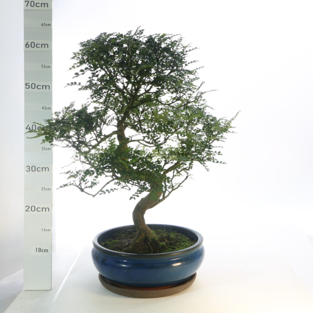 Poivrier M7.5+S pot Coréen