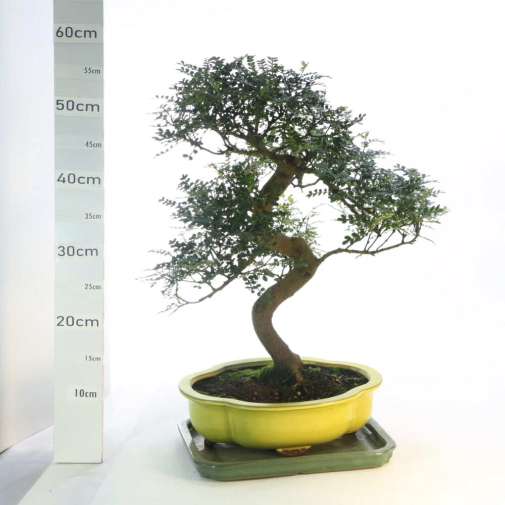 Poivrier M7.5+S pot jaune