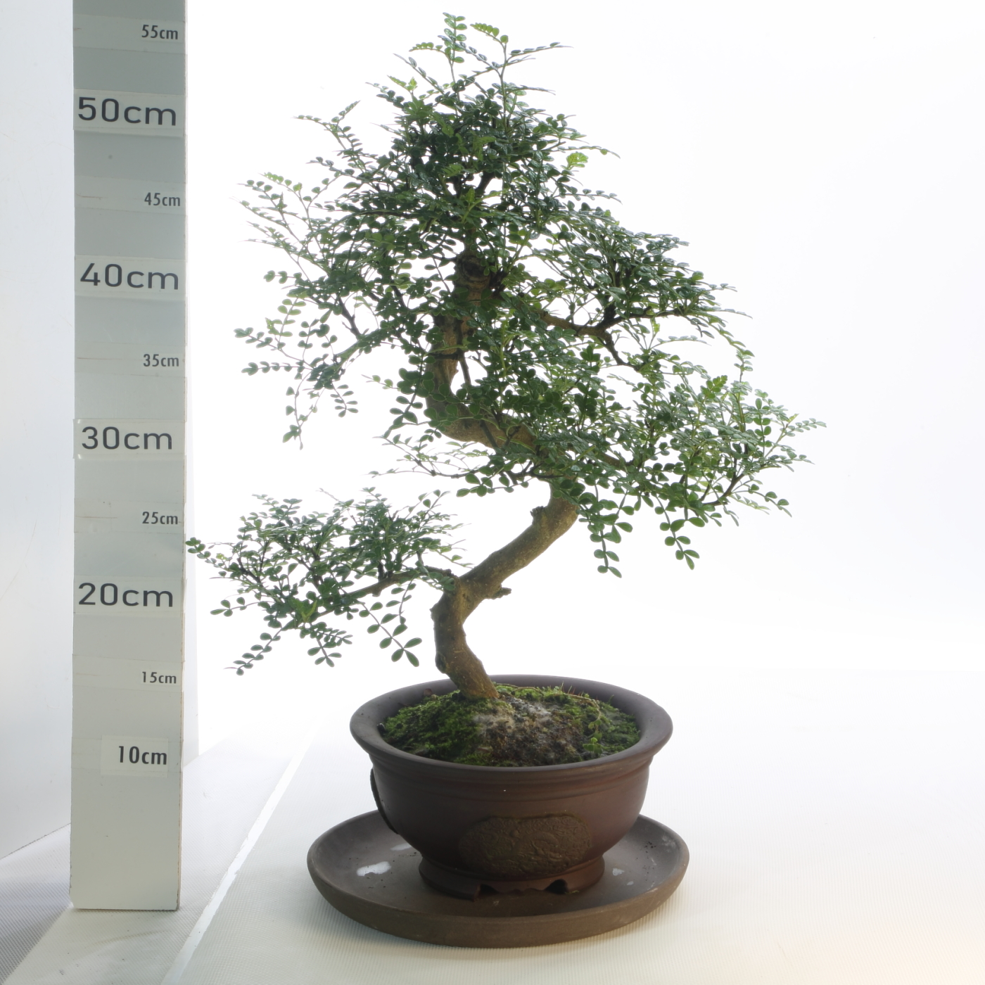 Poivrier M7+S pot Wanta