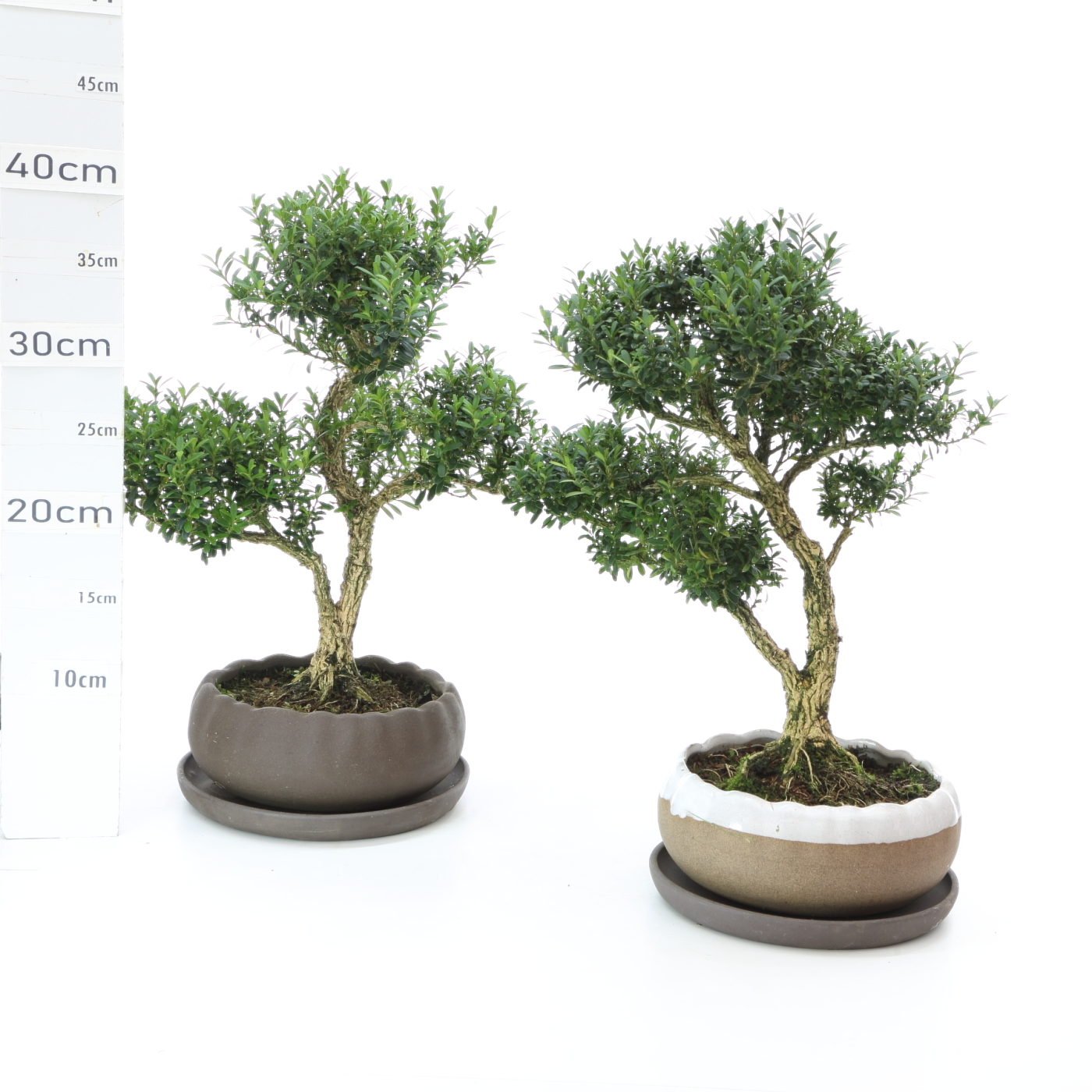 Buxus K4.2 pot Hana 17cm+S