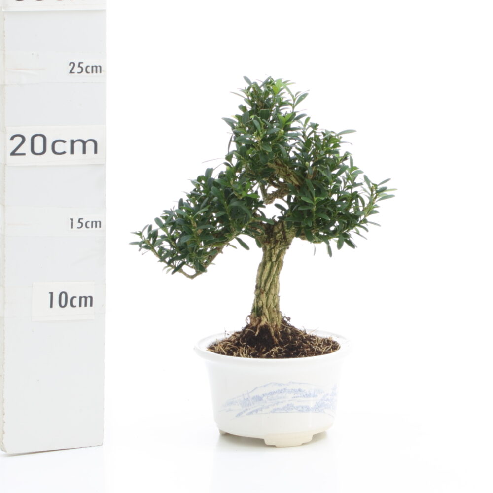 Buxus M3.2.pot Japonais