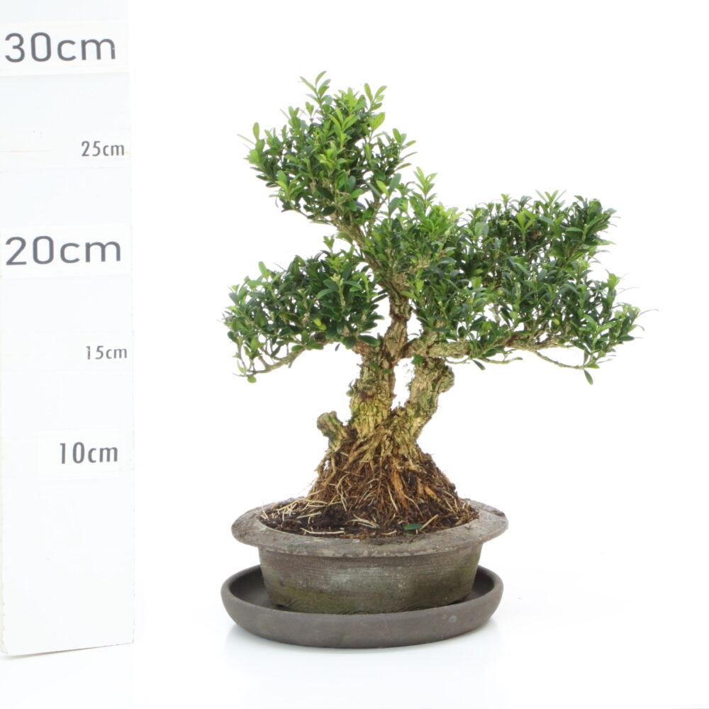 Buxus M4.2+S.pot Japonais Signé