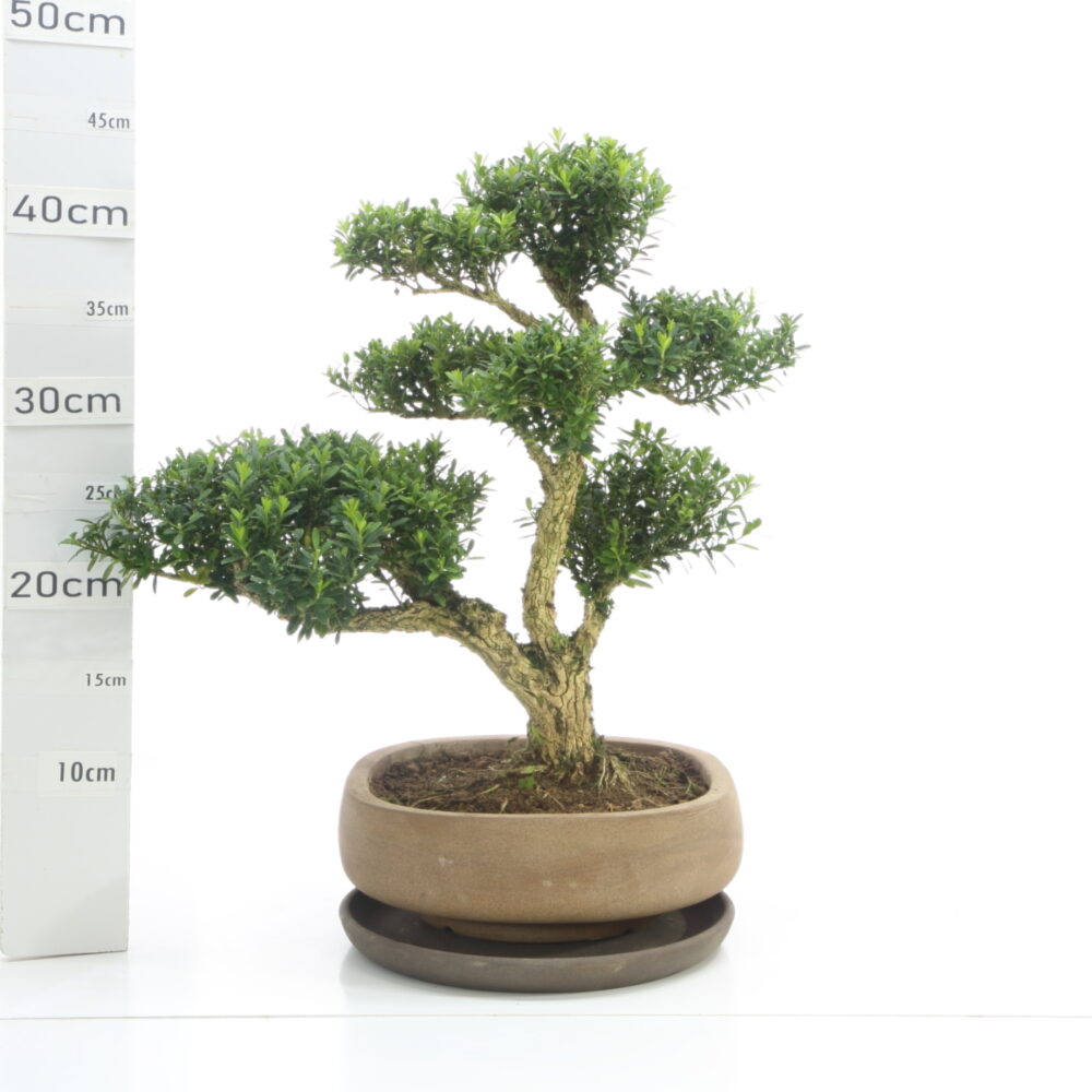 Buxus K7.2+S pot NendoØ23cm