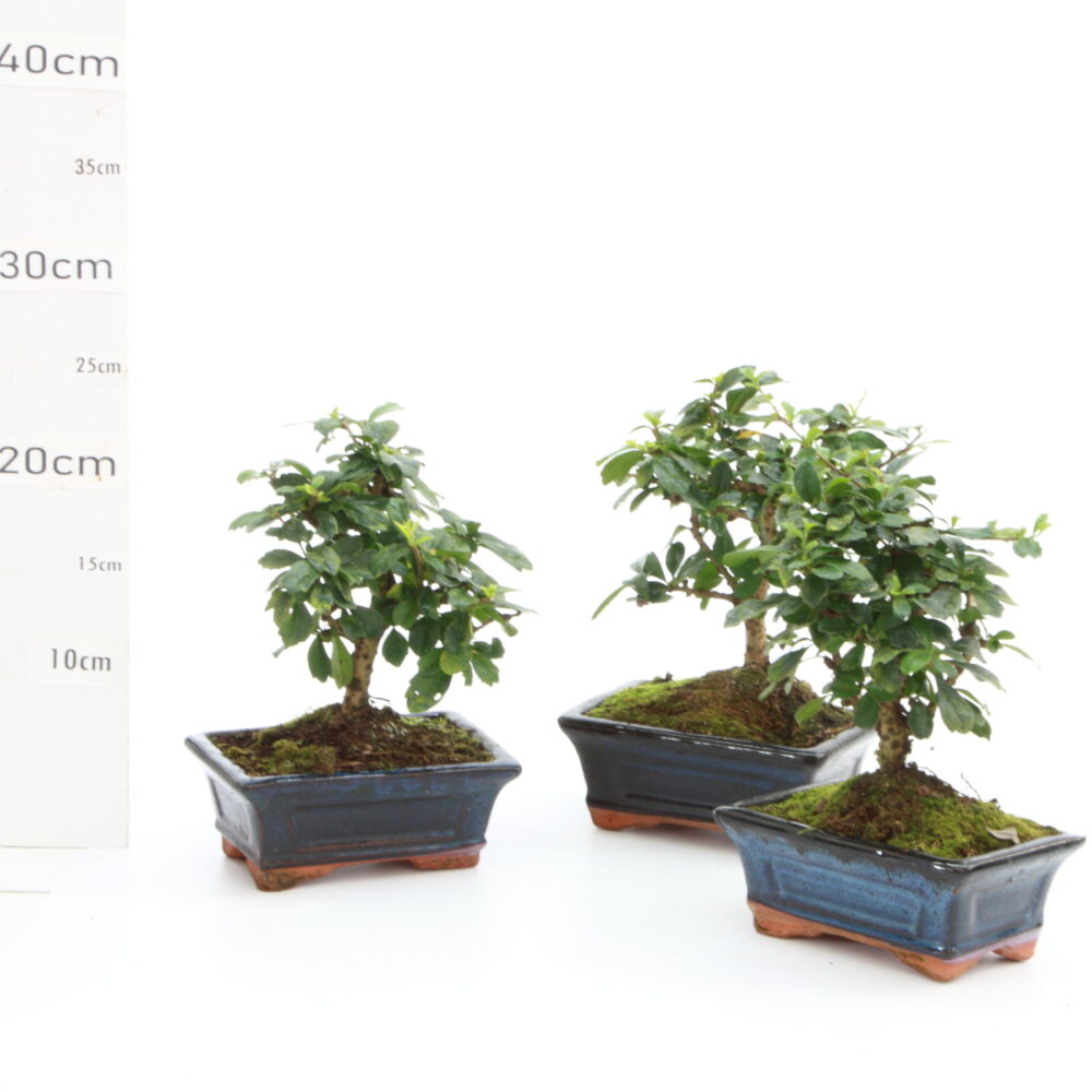 carmona M0.7 NR pot de 15cm