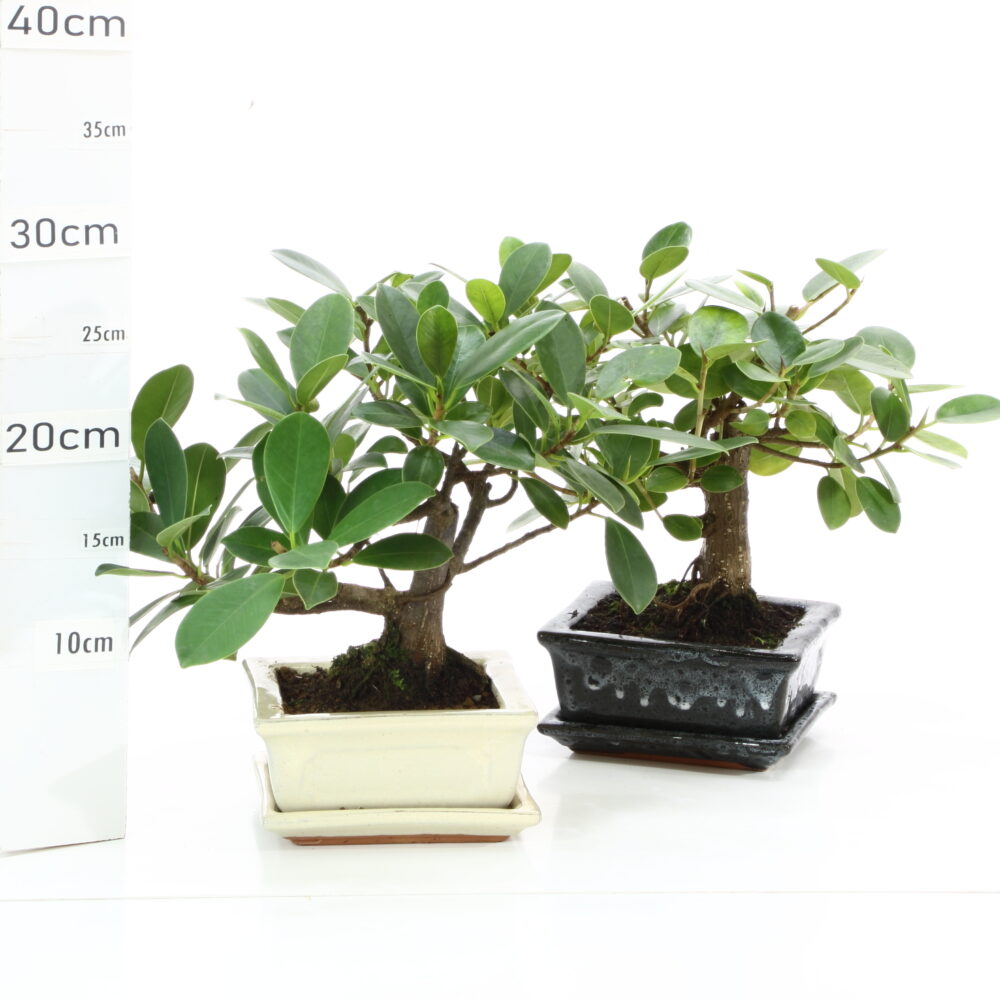 Ficus panda Mrb2.5+S