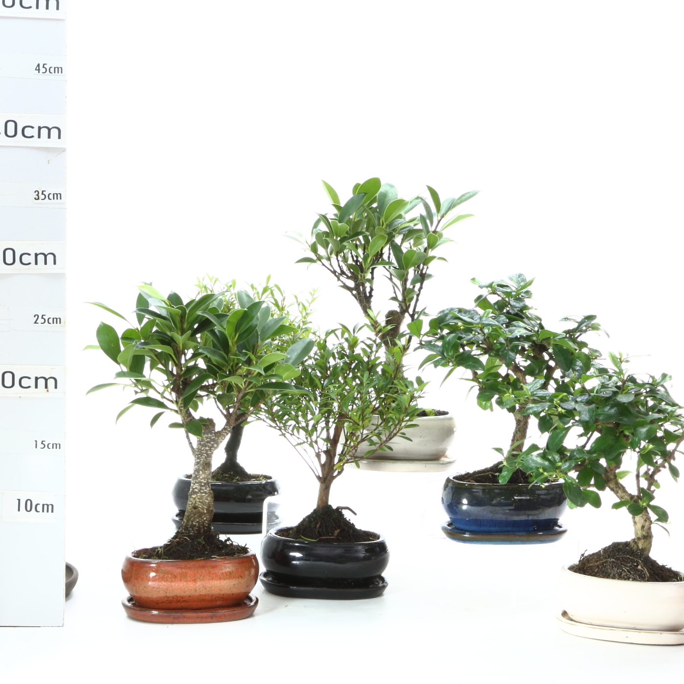 Ficus retusa M1.2+S pots coul. variées