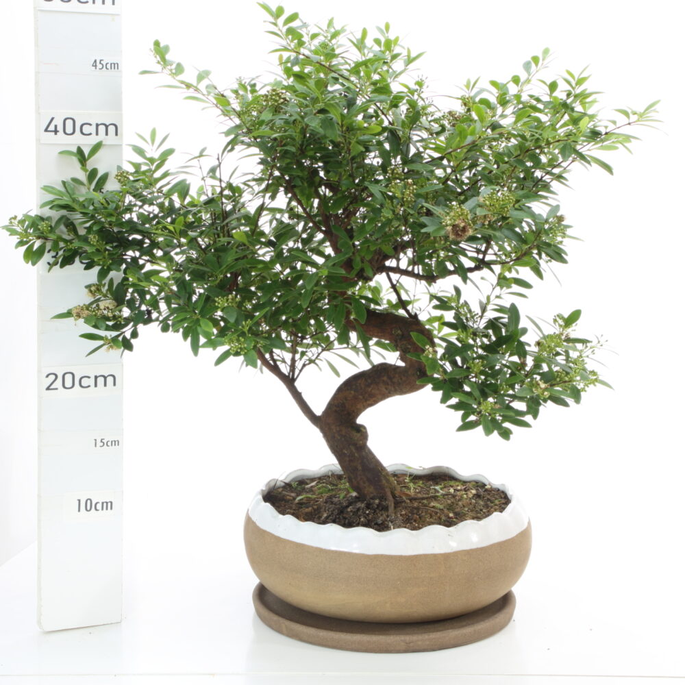 Myrte K5.5+S pot HanaØ23cm