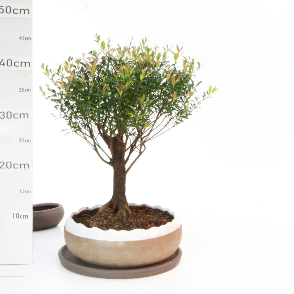 Myrte K5.5+S pot HanaØ23cm