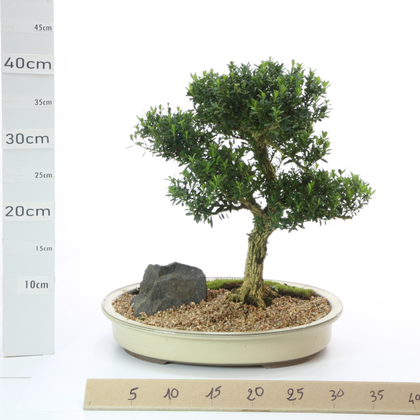 Buxus Pen. P8.5 pot Japonais