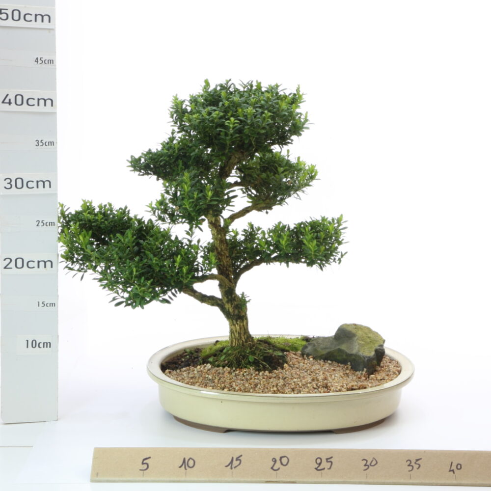 Buxus Pen. M9 pot Japonais