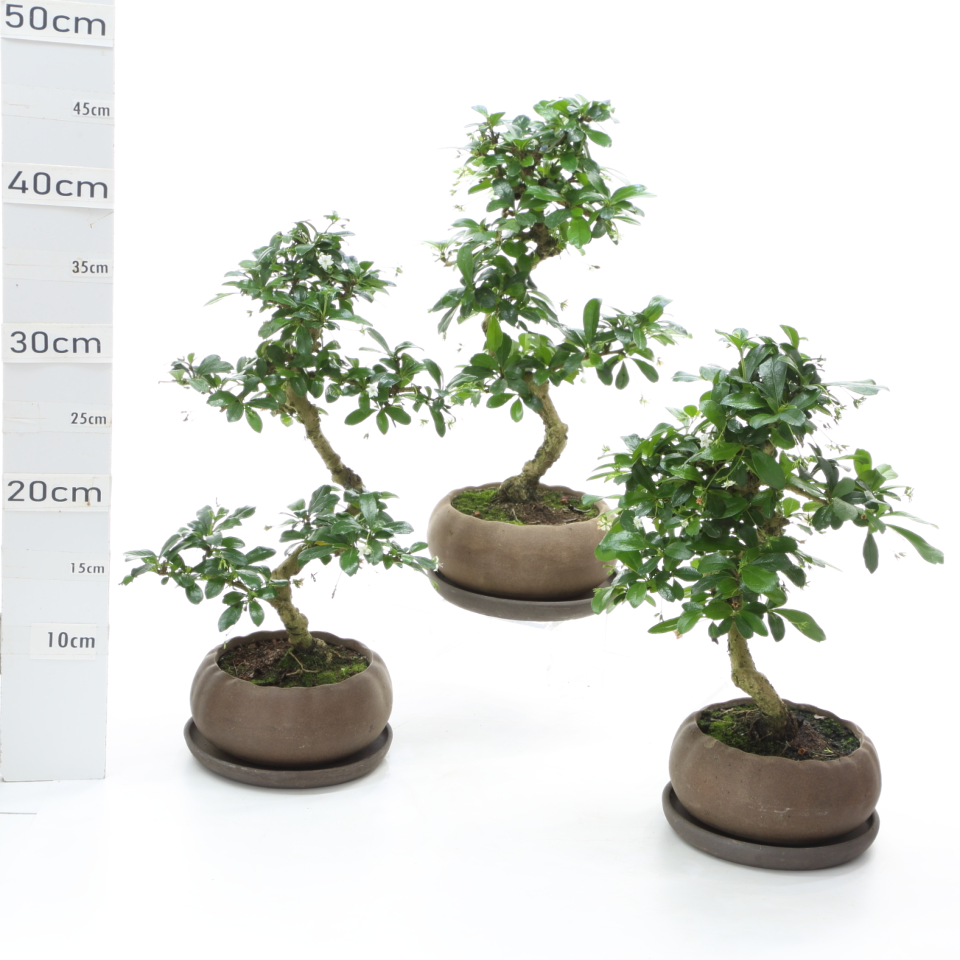 Carmona étage K3.2 pot hana 14cm+S
