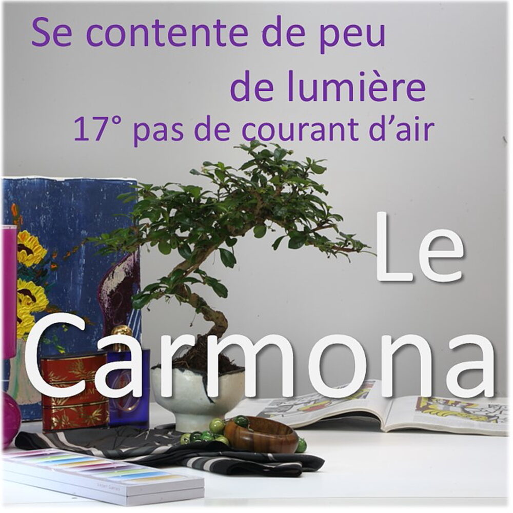 Carmona emplacement