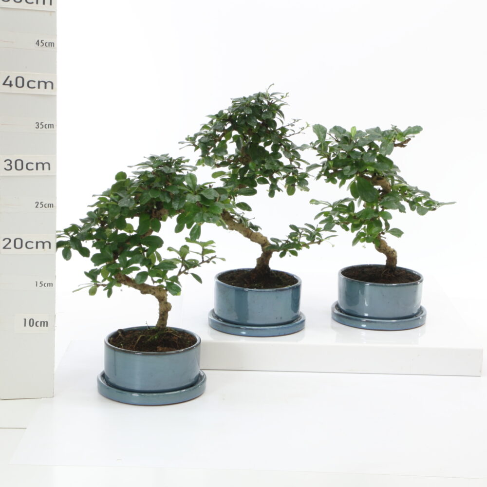 Carrmona  pot raundo M2.5+S bleu