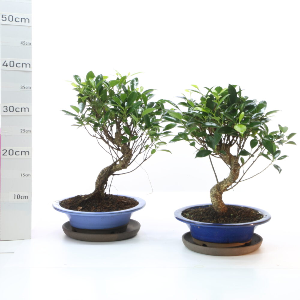 Ficus sb.M4.2+S pot Japon Ø22cm