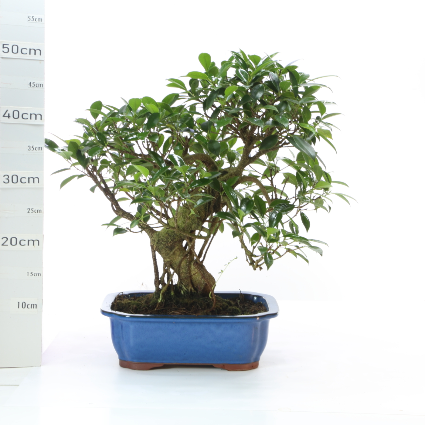 Ficus rétusa étage M7.5 pots formes variées+S