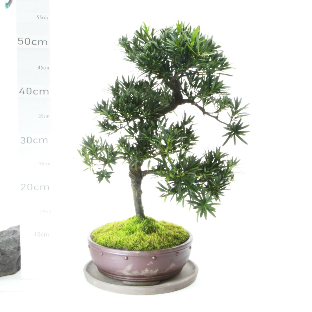 podocarpus Male M8.5+S pot Yixing