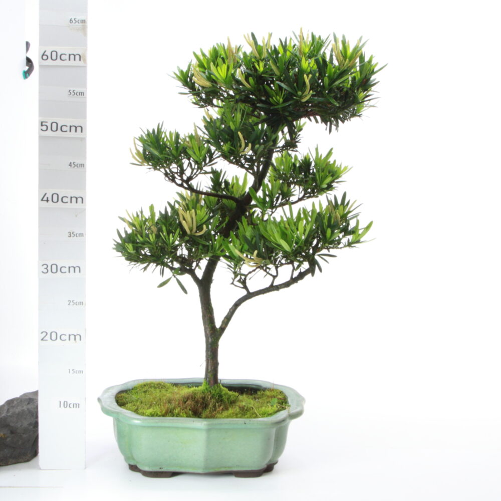 podocarpus Male M9 pot Yixing