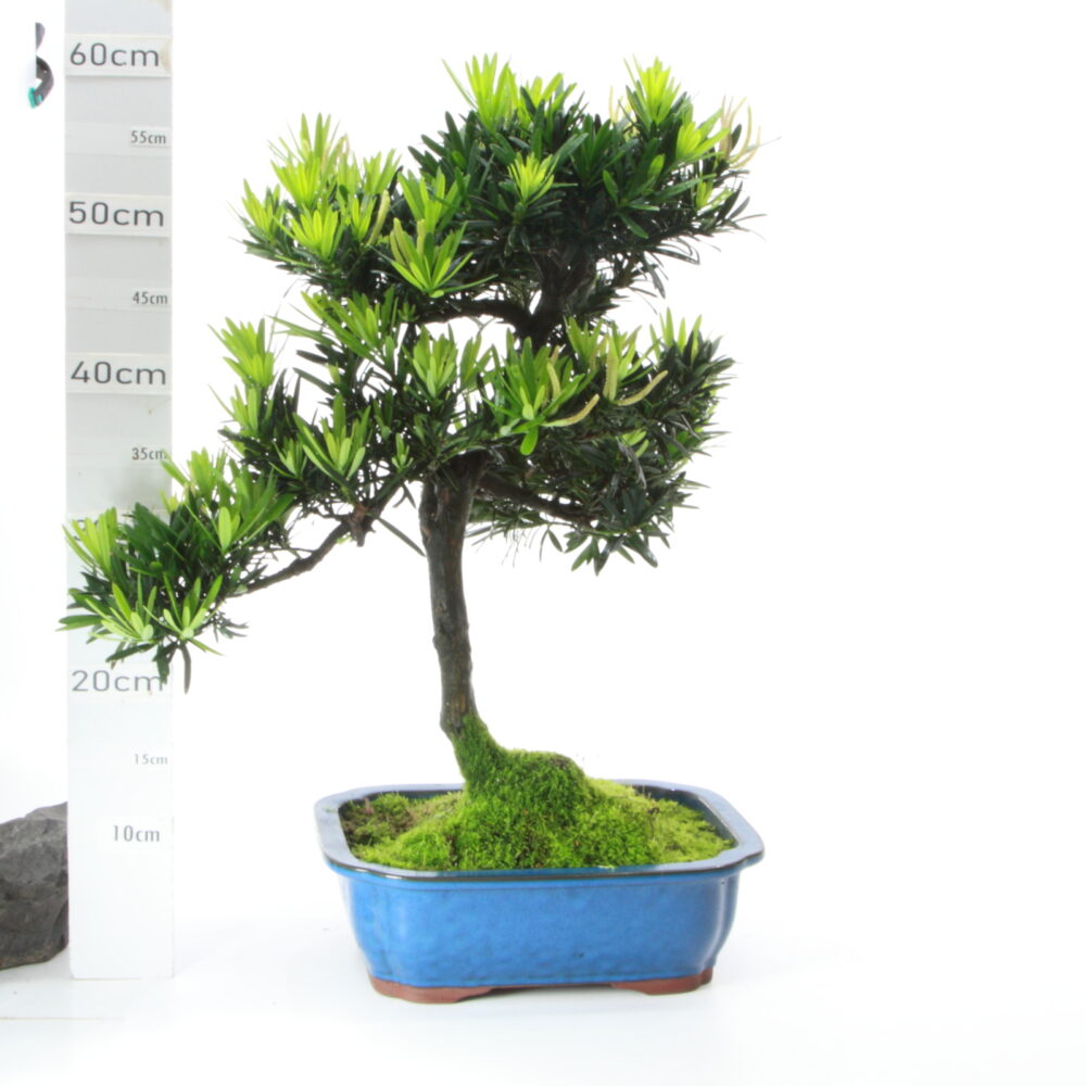 podocarpus Male M8.5+S pot Coréen