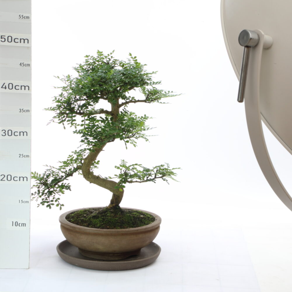Poivrier M7+S pot Japonais
