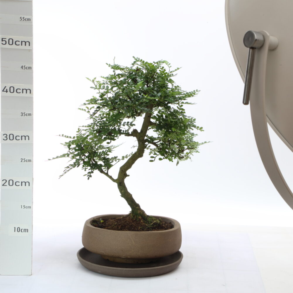 Poivrier M7+S pot Japonais