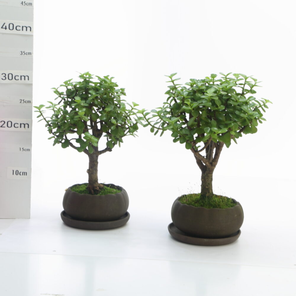 Portulacaria b K3.5+S pot hanaØ14cm