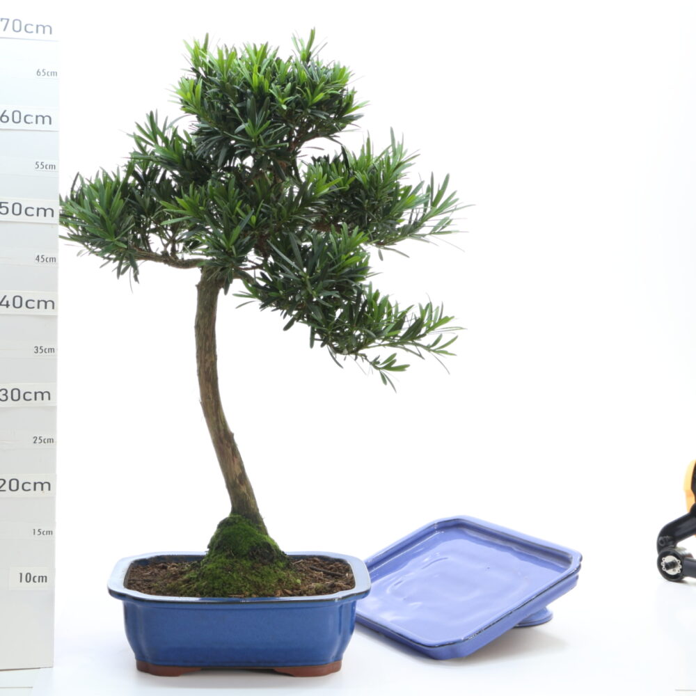 podocarpus M9+S pot Coréen