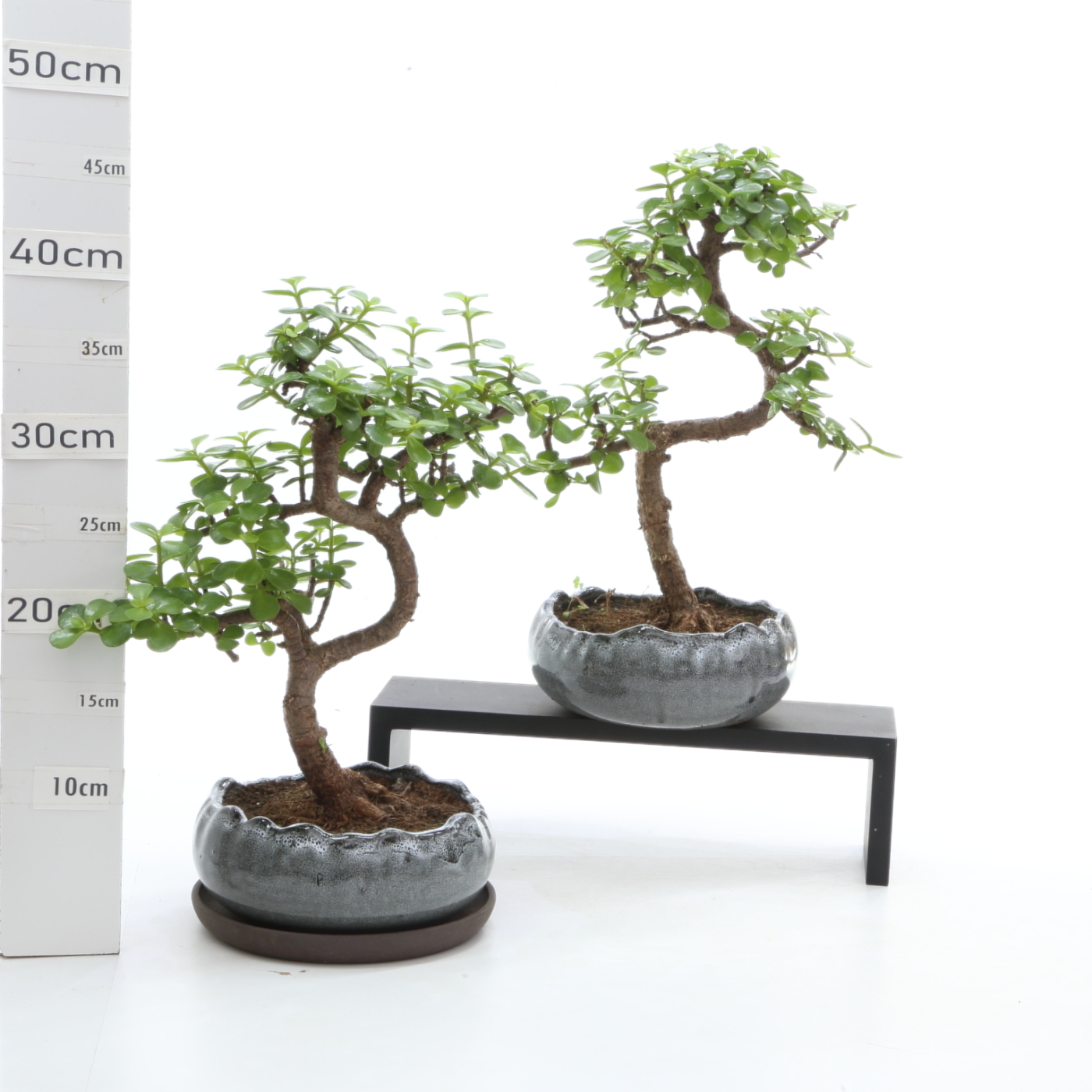 Portulacaria K4.2 pot Hana bb 17cm+S